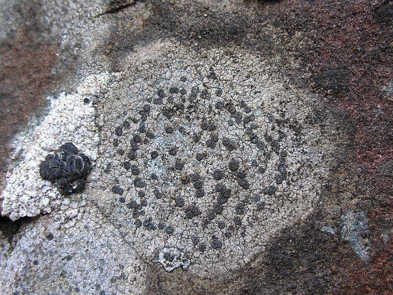 Rhizocarpon petraeum